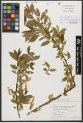 Foto von Salix triandra subsp. triandra L.